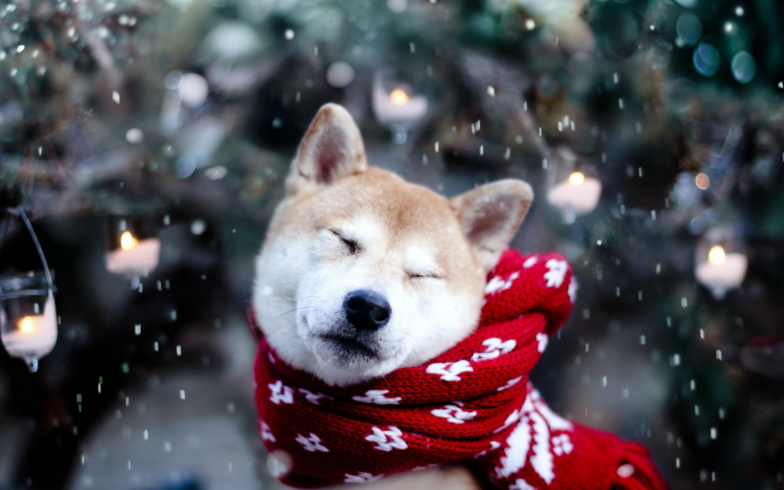 A very good boi